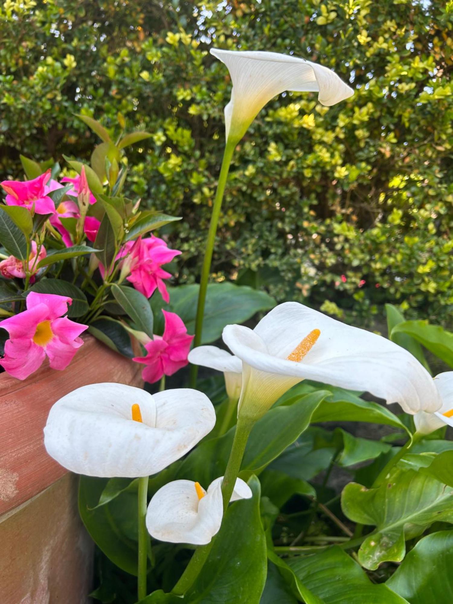 סנט אגאתה סוי דואה גולפי Maison Villa Angela מראה חיצוני תמונה